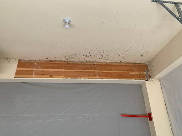 Mold Exposure & Symptoms